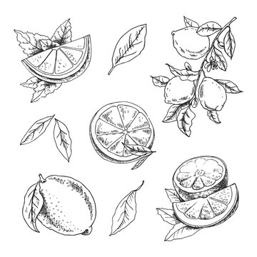 Vector hand drawn lemon set. Whole lemon, sliced pieces, half, leaf and branch sketch. Tropical  fruit engraved style illustration. Detailed citrus ink drawing.