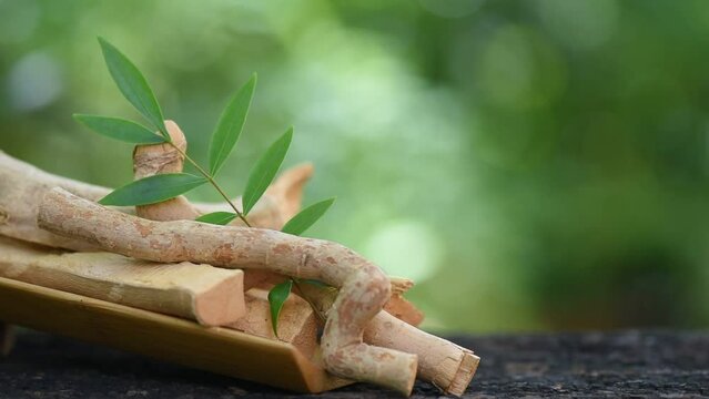 Eurycoma longifolia Jack woods and green leaves on nature background.
