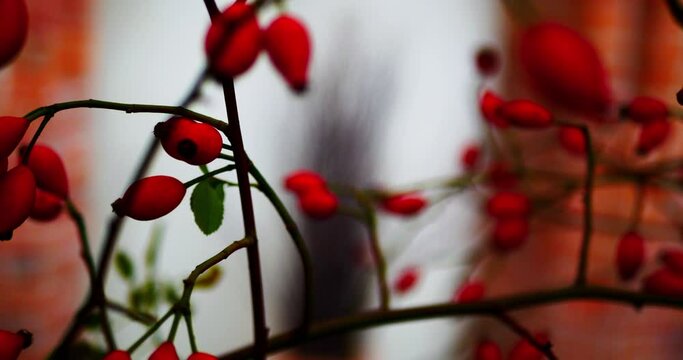 Blurred rosehip bush. Beautiful background. Bright colored natural video background. Orange rose hips and green leaves on the branches of a bush. Fruits for brewing tea and healthy drinks. Close-up