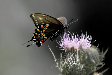 Spicebush Swallowtail Butterfly