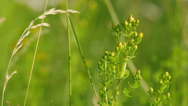 Hypericum perforatum. St johns wort. Species of the genus hypericum.