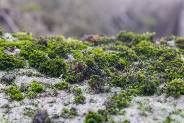 green moss on the rocks