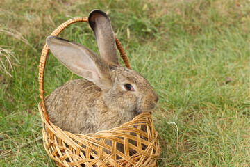 rabbit in a basket