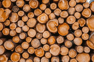 Background of cut logs