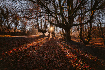 Morning sun through the forest