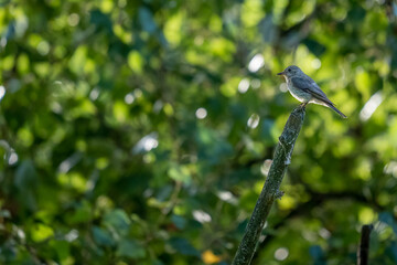 Gobemouche gris sur un branchage