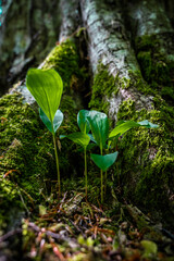 Muguet en feuilles poussant contre le tronc d'un arbre recouvert de mousse.
