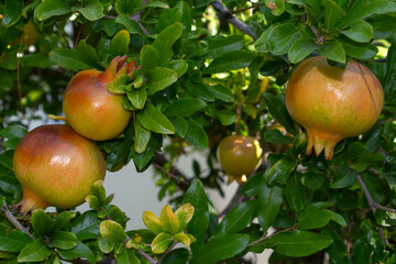 Pomegranate fruit ( Punica granatum) on tree brance. selective focus