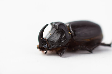 Rhinoceros beetle close-up on white background. Dried beetle
