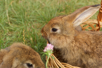 rabbits in the grass