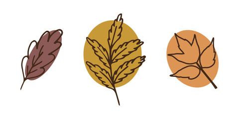 autumn botanical illustration oak maple rowan leaf line art style