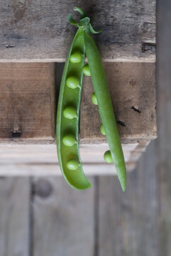 Closeup of pea pod on wood
