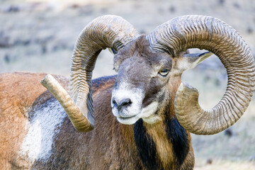 Portrait of mouflon sheep with horns