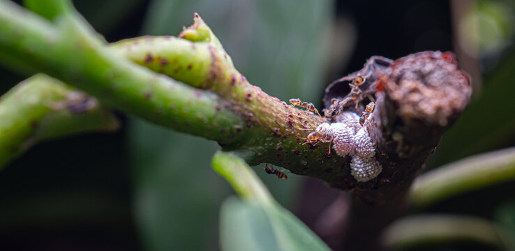 Ants And Mealybugs On Branches