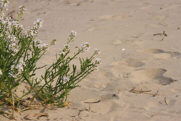 in the sand of the beach at the north sea grows a plant with white flowers