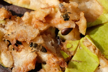 FU 2021-08-22 Blumen 134 Auf matschigen Birnen sind Bienen und Wespen