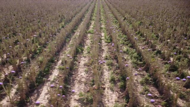 Aerial view of blooming artichoke field rows.