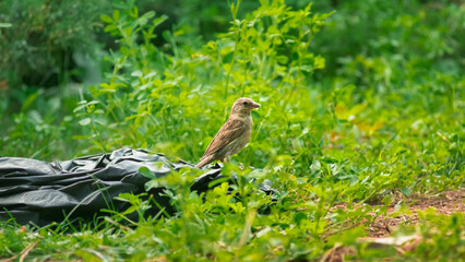 sparrow, serçe 