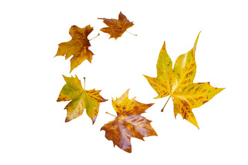 Flying fall yellow plane tree leaves spiral isolated transparent png. Platanus autumn foliage.