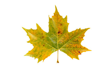 Fall yellow plane tree leaf isolated transparent png. Platanus autumn foliage.