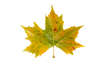 Fall yellow plane tree leaf isolated transparent png. Platanus autumn foliage.