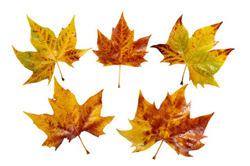Fall yellow plane tree leaves set isolated transparent png. Platanus autumn foliage with water drops.