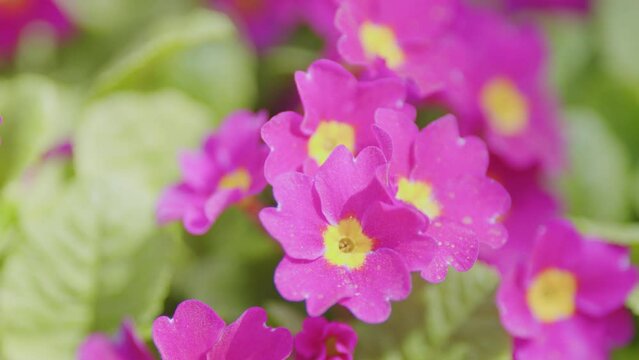 Primula flowers close-up, purple. Perennial primrose or primula in the spring garden.
