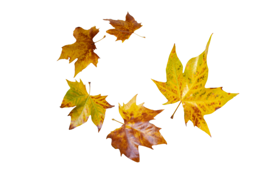 Flying fall yellow plane tree leaves spiral isolated transparent png. Platanus autumn foliage.