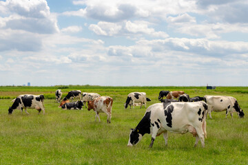 A group of black and white Dutch cow standing and nibbling fresh grass on green meadow, Typical...