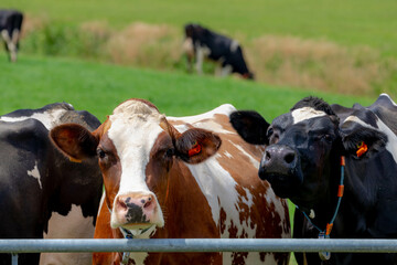 A group of Dutch cows (black, white and orange) standing behind iron gate, Typical polder landscape in Holland, Open farm with dairy cattle on the green grass field in countryside farm, Netherlands.
