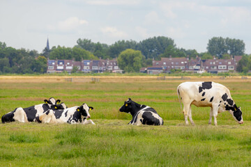 A group of black and white Dutch cow standing and nibbling fresh grass on green meadow, Typical polder landscape in Holland, Open farm with dairy cattle on the field in countryside farm, Netherlands.