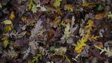 Autumn.