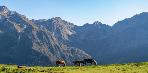 Horses grazing in picturesque mountainous valley