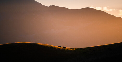 Horses grazing on grassy highlands at sunset