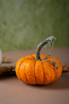 One small orange pumpkin holiday concept autumn