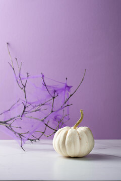One small white pumpkin holiday concept autumncopy space