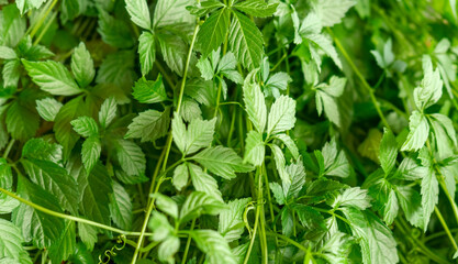 five-leaf ginseng