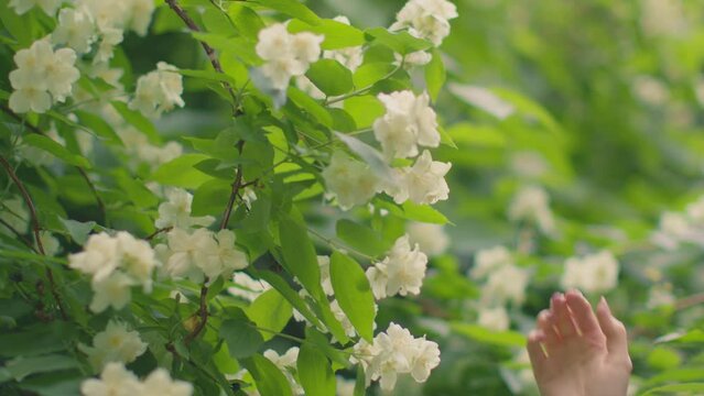 Female hand touching white jasmine flowers in green springtime garden. Natural spring background. Handheld video