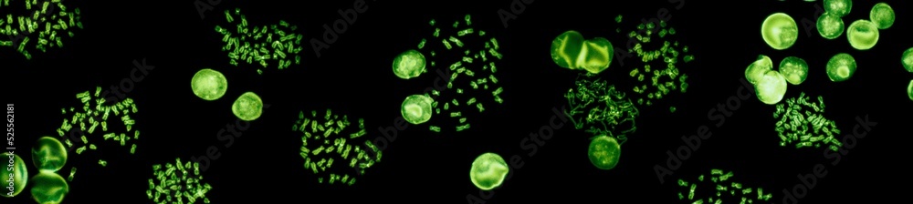 Wall mural chromosomes under fluorescence microscope, green colored human chromosomes from blood