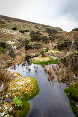 Images of green lake and we stop them in Los Andes. Lagoon located in the natural national park Los Nevados in Manizales Caldas Colombia.