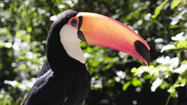 Close up shot of exotic toco toucan bird in natural setting near Iguazu Falls, Brazil.