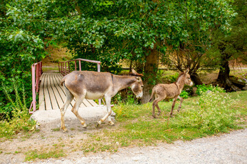 Donkey grazing on a green meadow. Herd of donkeys in the pasture, hardy animals in agriculture....