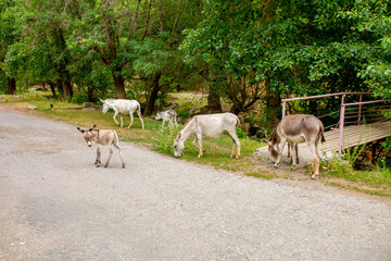 Donkey grazing on a green meadow. Herd of donkeys in the pasture, hardy animals in agriculture. Livestock in the mountains.
