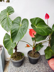 Painter's palette is a house plant it has green large heart shape leaves, and red heart shape flower.