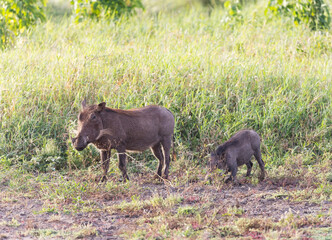 A Warthog in Tsavo West National Park, Kenya, Africa