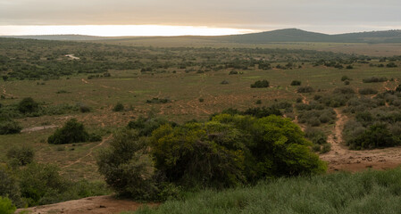 Fototapeta premium Natur Landschaft im Addo Elephant Park in Südafrika 