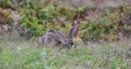 Buschhase in der Wildnis und Savannenlandschaft von Afrika