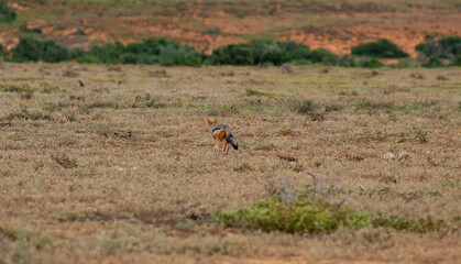 Schabrackenschakal in der Wildnis und Savannenlandschaft von Afrika