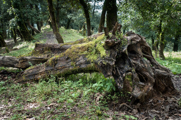 A fallen rhododendron tree in the forest of Uttarakhand, India.