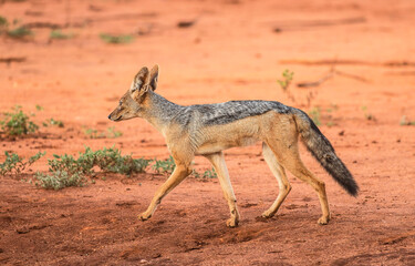 A black back Jakal (Canis mesomelas) in Tsavo West National Park, Kenya, Africa